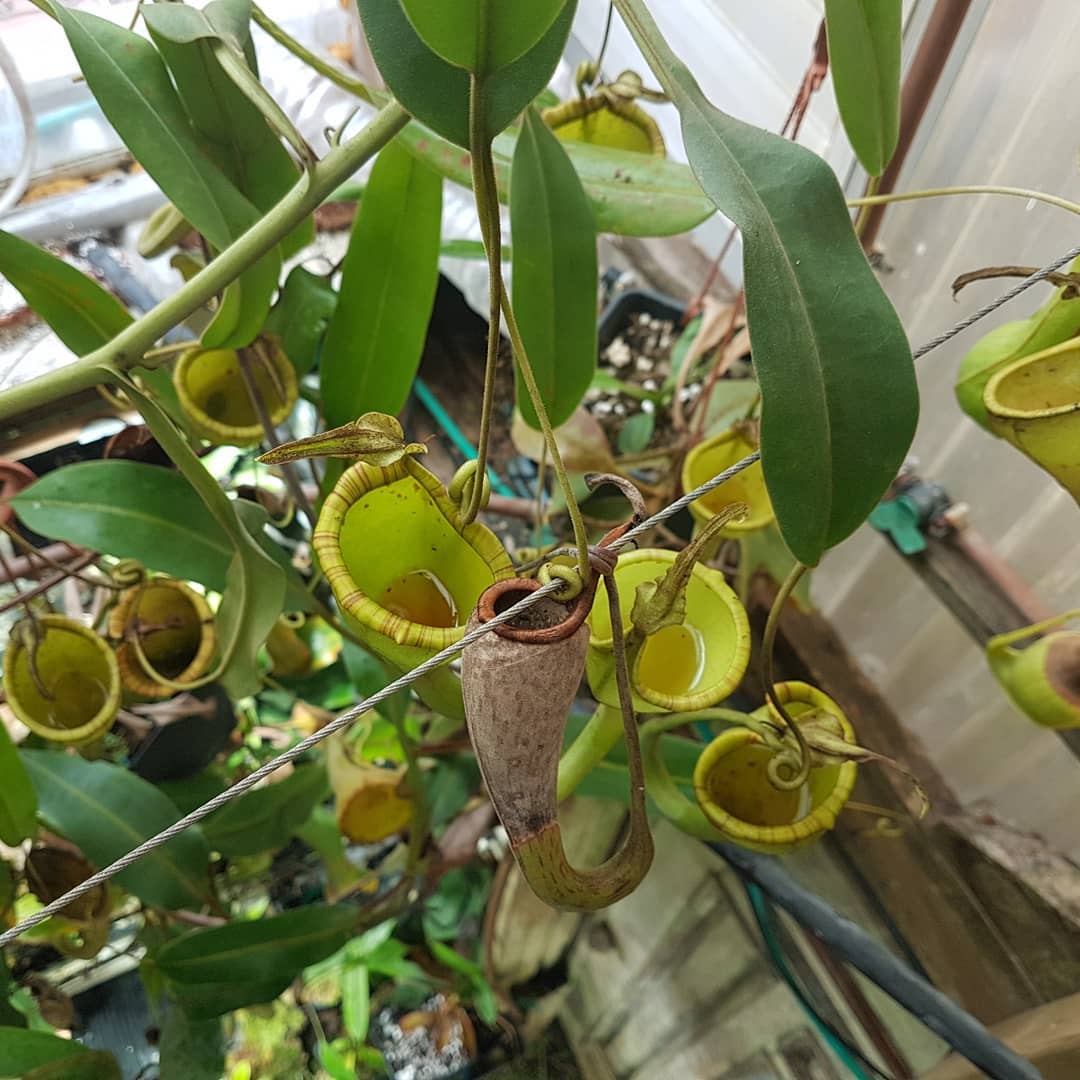 Nepenthes
