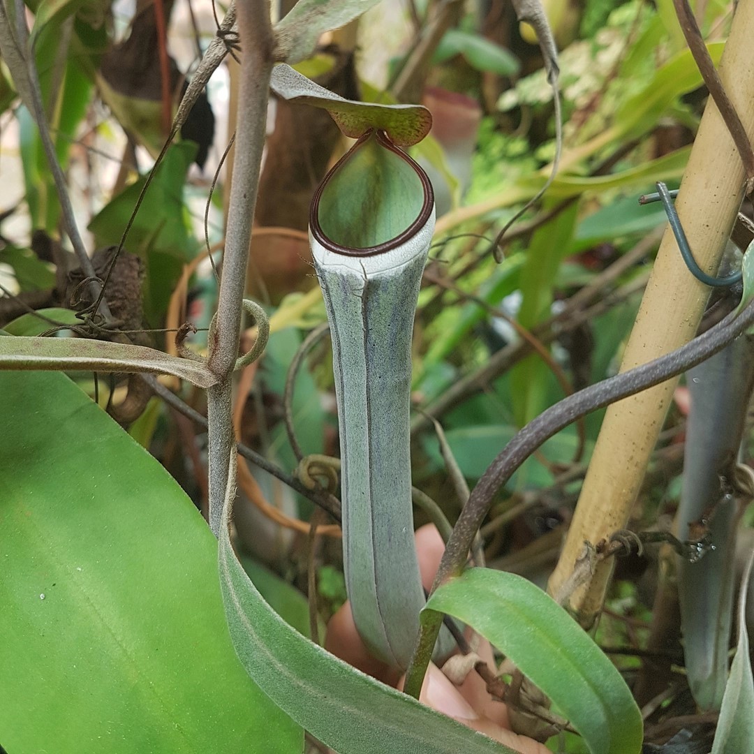 Nepenthes