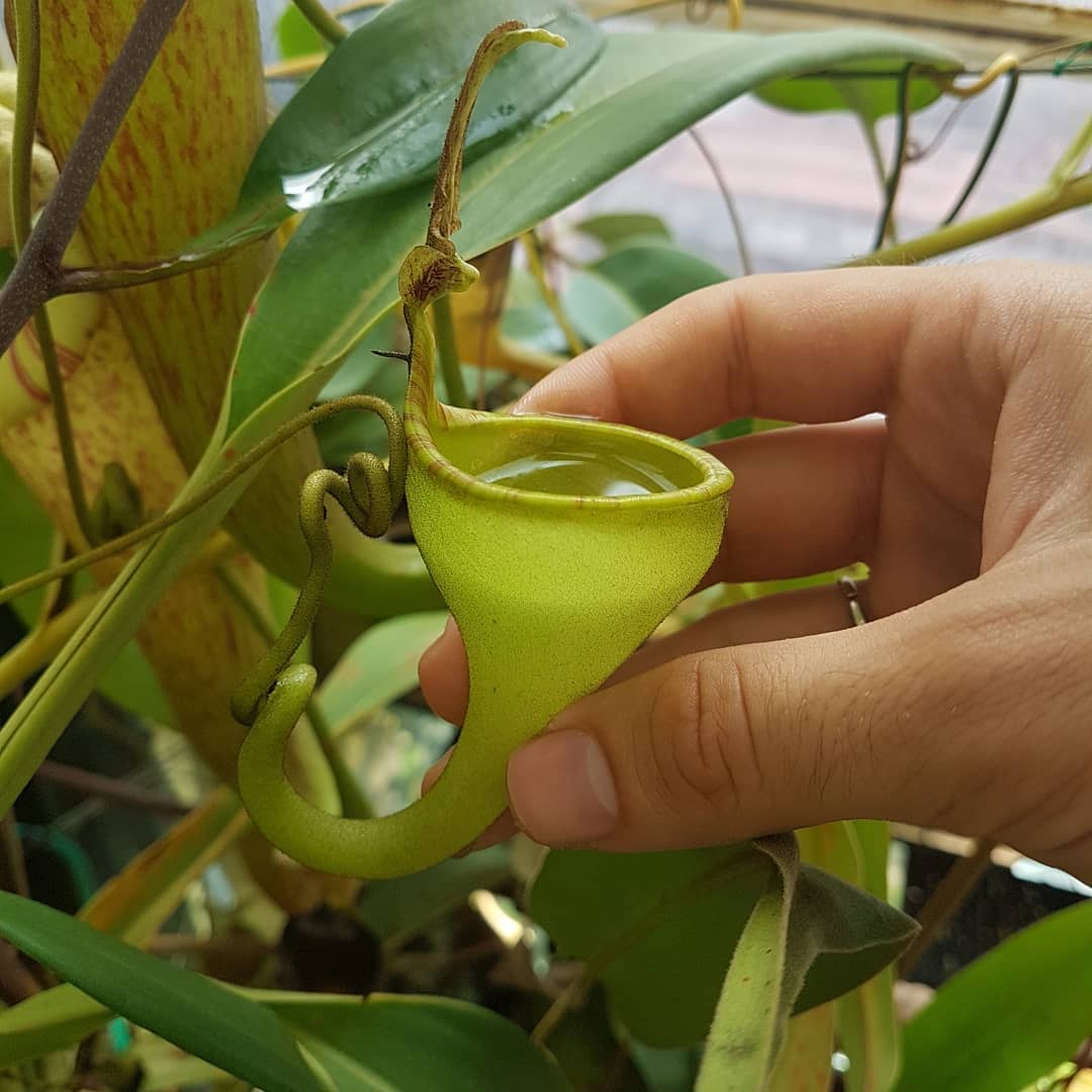 Nepenthes