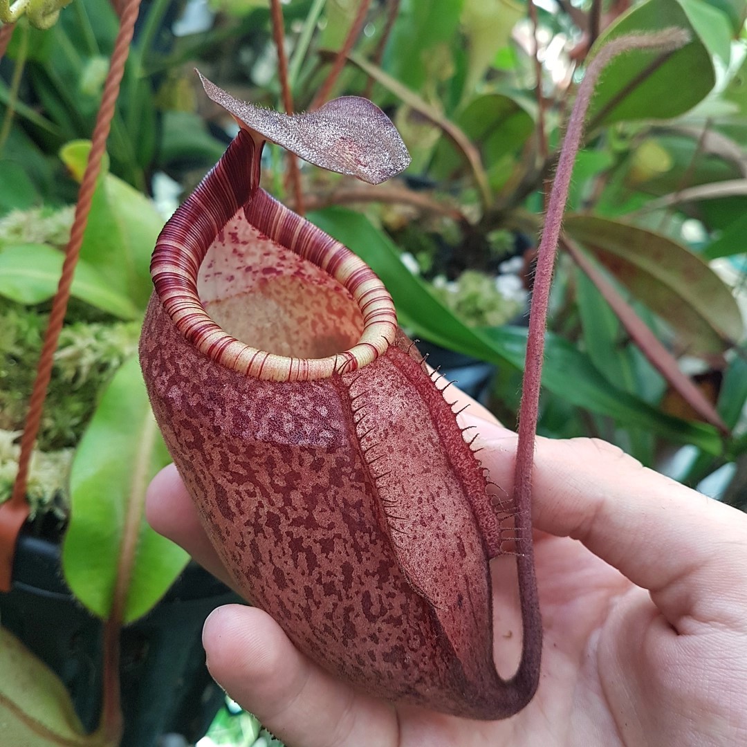 Nepenthes