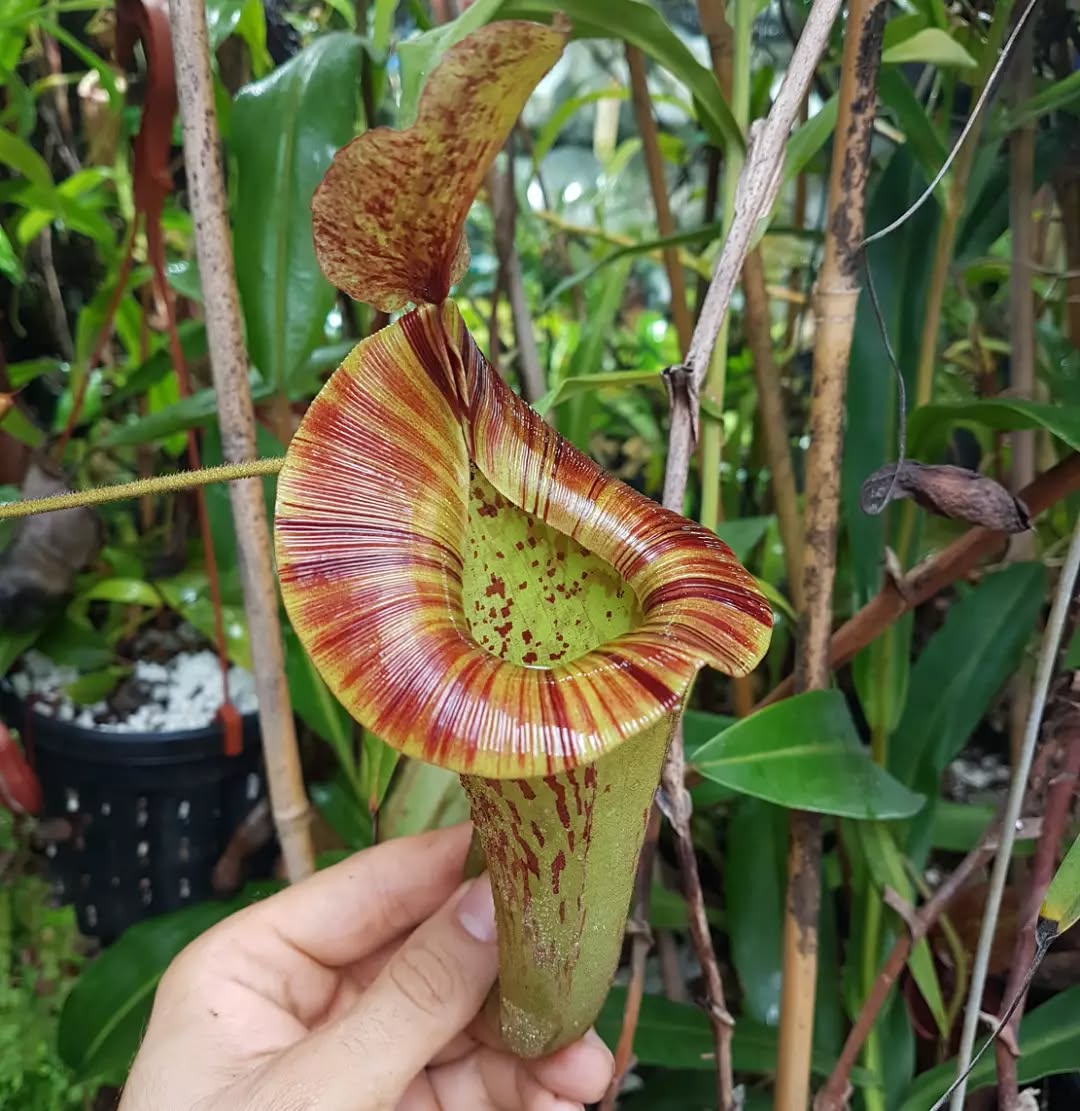 Nepenthes