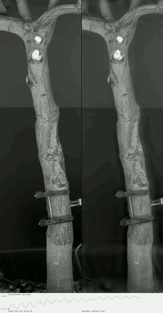 Side-by-side time-lapse of a tree stem: original video on the left and amplified motion on the right, with a dendrometer diameter trace below.